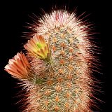 Echinocereus russanthus ©JLcoll.1176.jpg